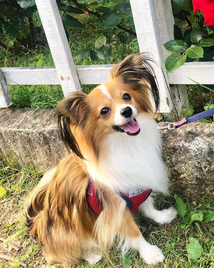 All Papillon Coat Colors and Markings Explained (With Pictures!)