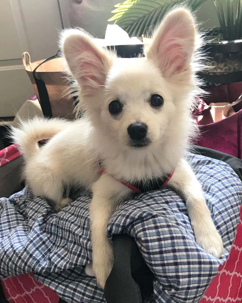 All Papillon Coat Colors and Markings Explained (With Pictures!)