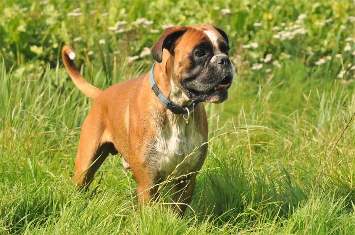 10 Best Boxer Rescues for Adoption (2024) Our Top 10 Picks!