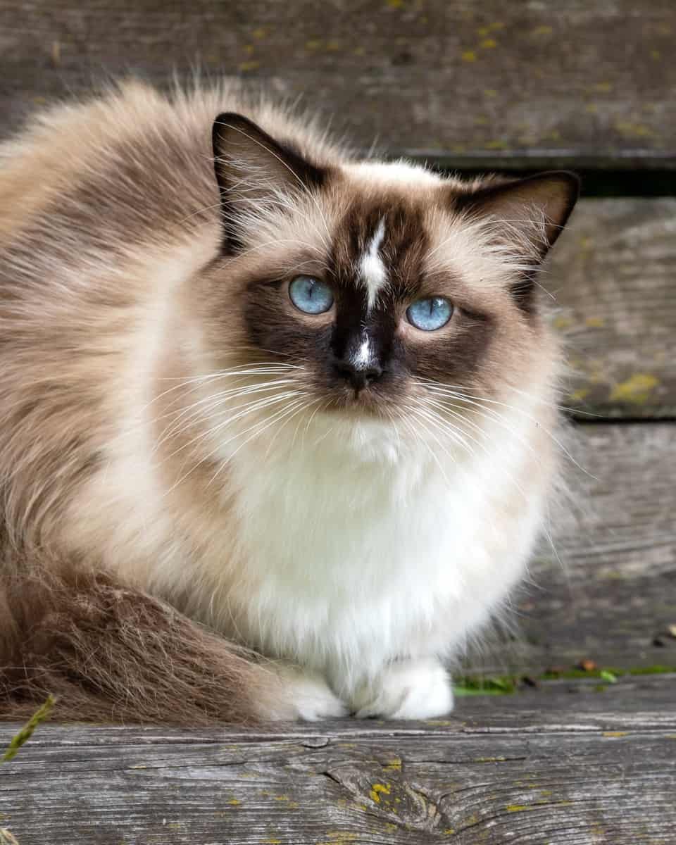 Seal Point Ragdoll Cat Patterns, Health & FAQs