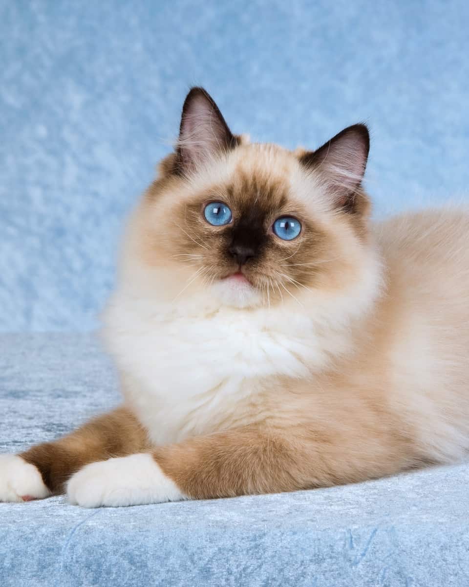 Seal Point Ragdoll Cat Patterns, Health & FAQs