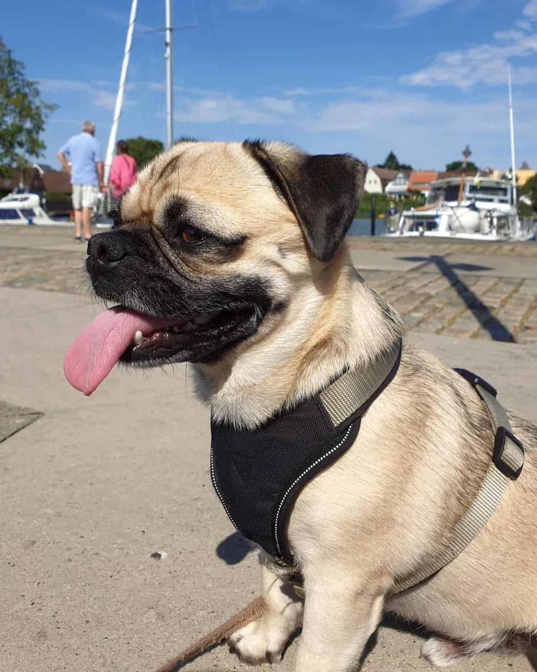 Retro Pug (Pug & Jack Russell Terrier Mix) Info, Pictures, Facts, FAQs