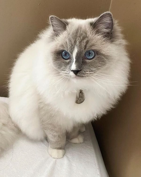 Blue Point Ragdoll Cat Info, Facts, Traits & More (With Pictures)