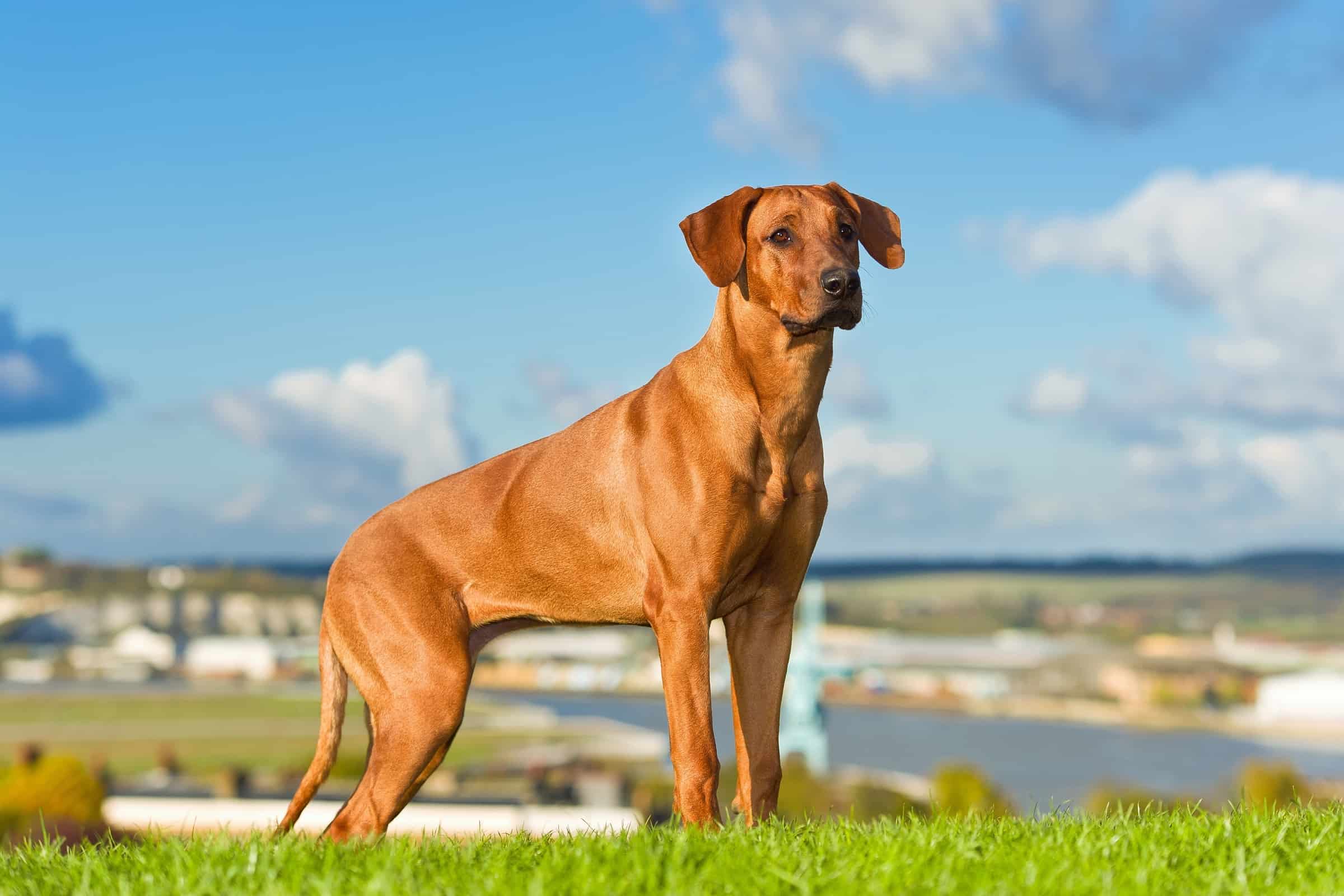 Bear Hunting Dogs 12 Dog Breeds Bred to Hunt Bears