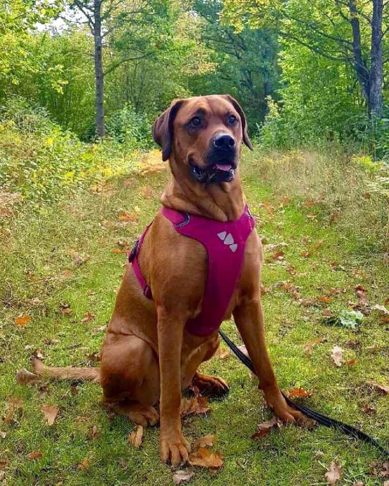 Rottweiler Mixes 41 Best Rottie Crossbreeds (With Pictures)