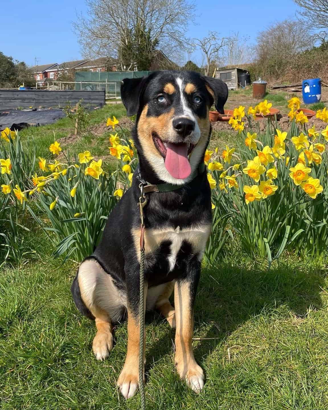 Rottweiler Mixes 41 Best Rottie Crossbreeds (With Pictures)