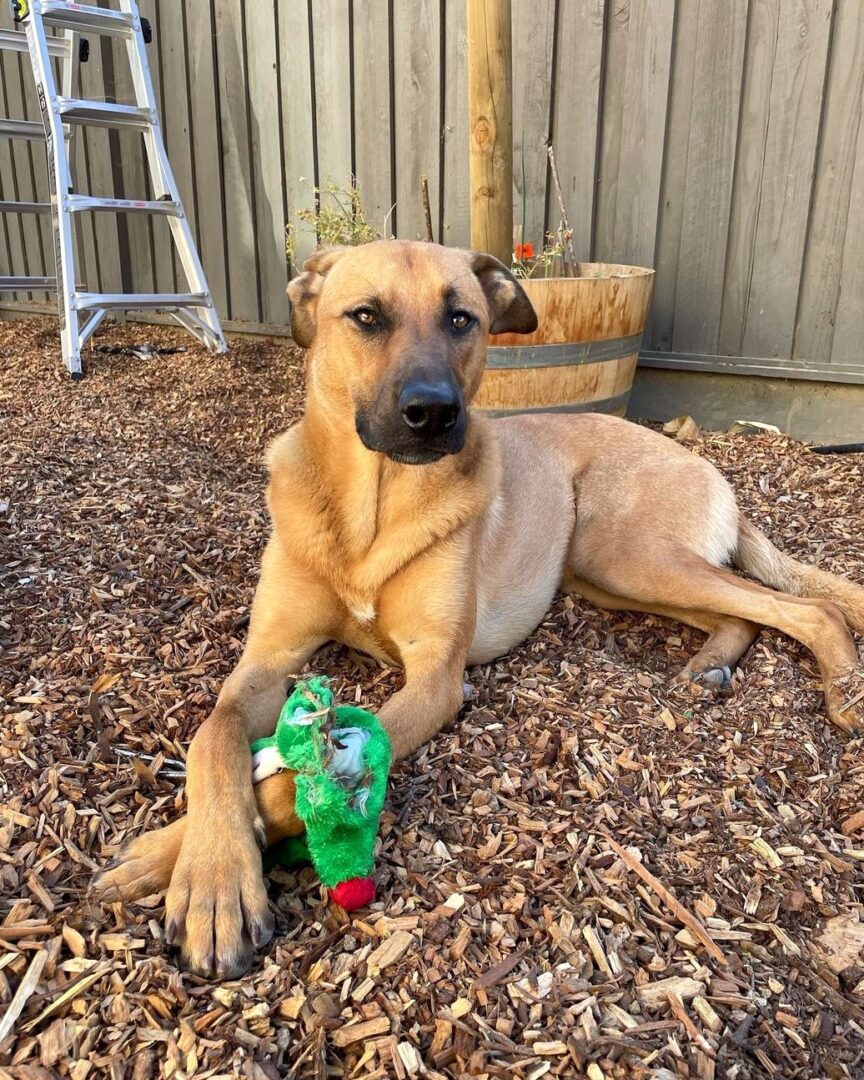 Rhodesian Ridgeback German Shepherd Mix Info, Pictures, Facts & FAQs