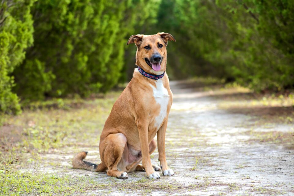 Rhodesian Ridgeback German Shepherd Mix Info, Pictures, Facts & FAQs