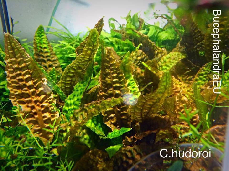Cryptocoryne hudoroi BucephalandraEU right place for