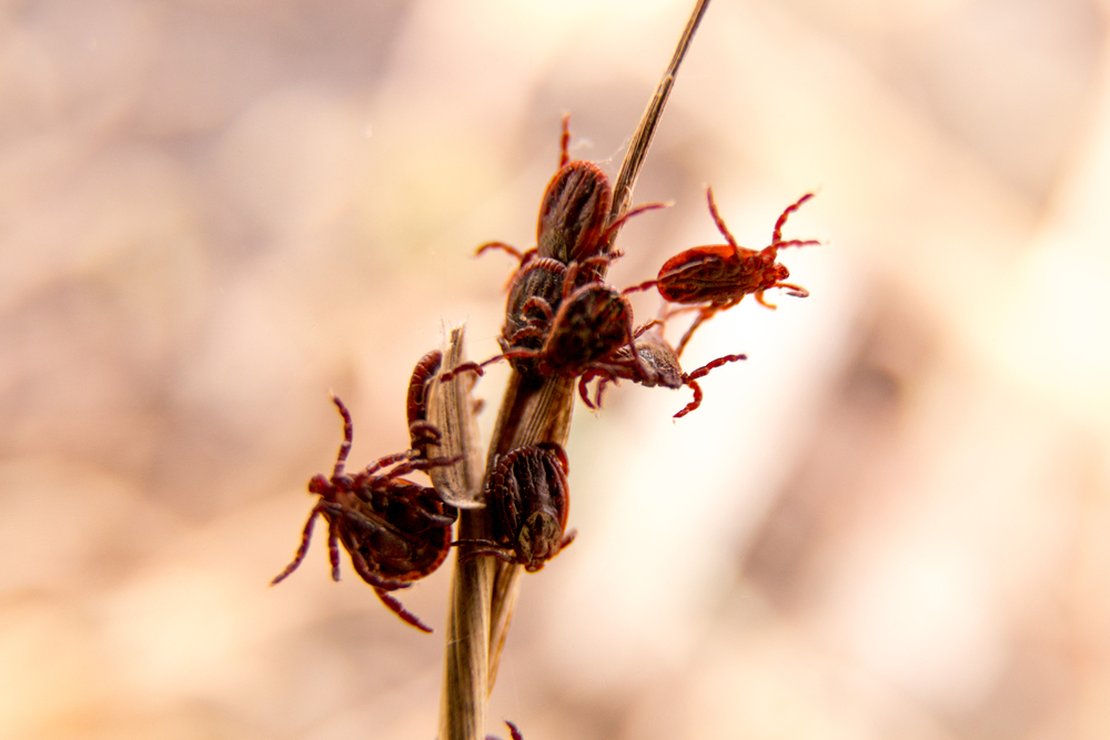 Closeup picture with a lot of mites on the stick. Spring season on