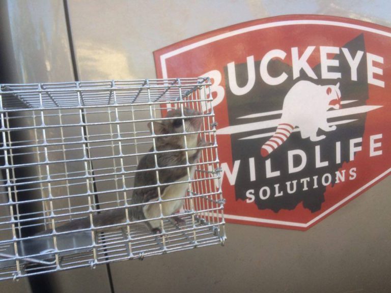 Flying Squirrel & Animal Control Services Columbus, Ohio Buckeye