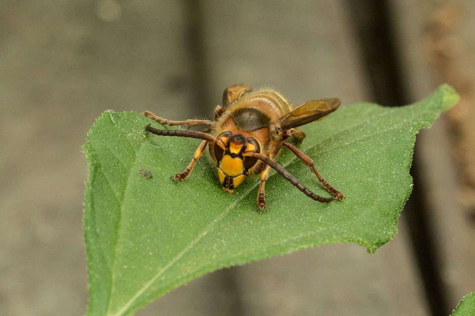 Removal & Pest Control Services Columbus, OH Buckeye