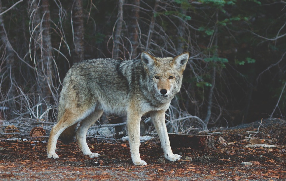 Coyote Removal & Animal Control Services Columbus, OH Buckeye