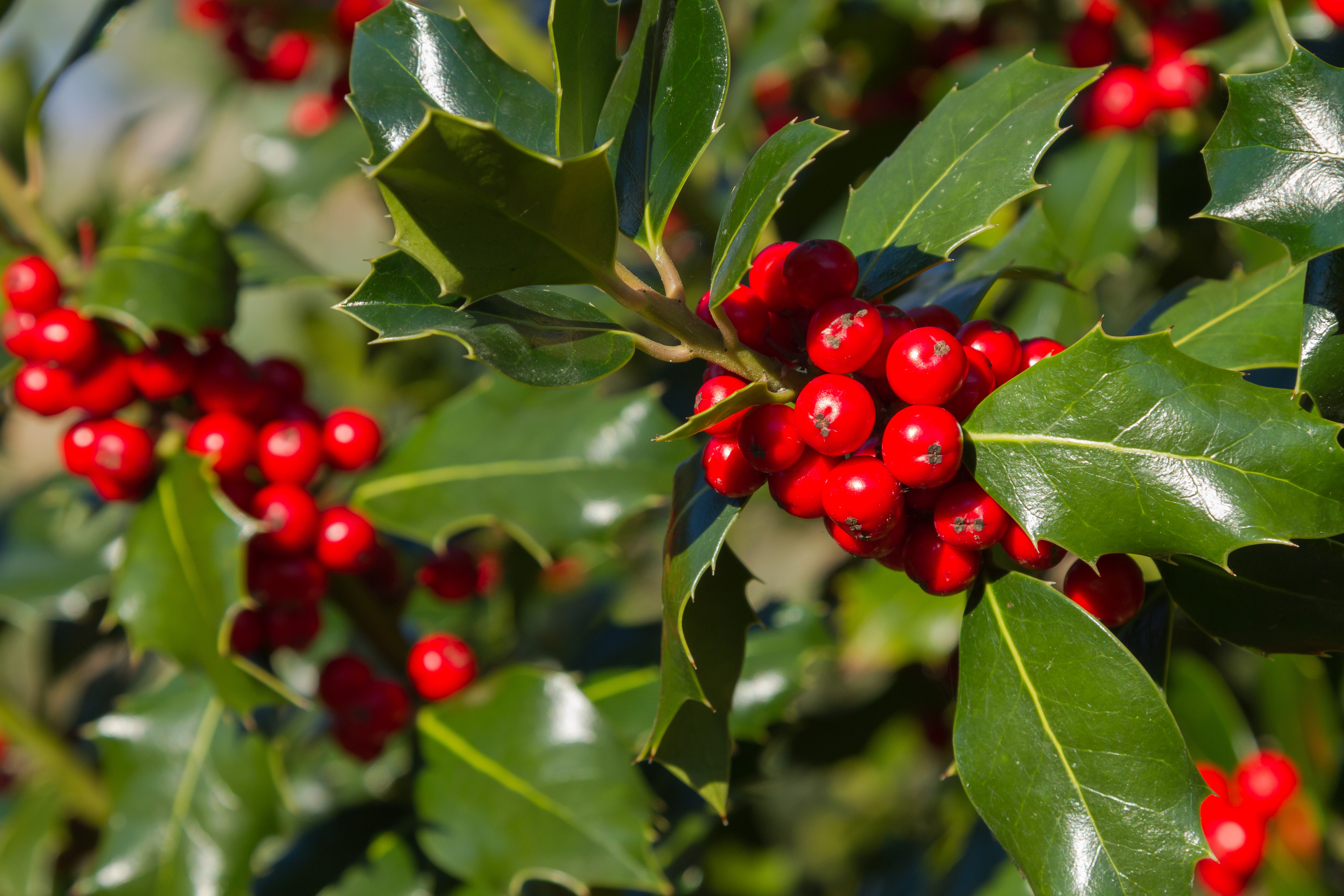 Holly is a Seasonal Favorite at Buckhorn Inn Buckhorn Inn