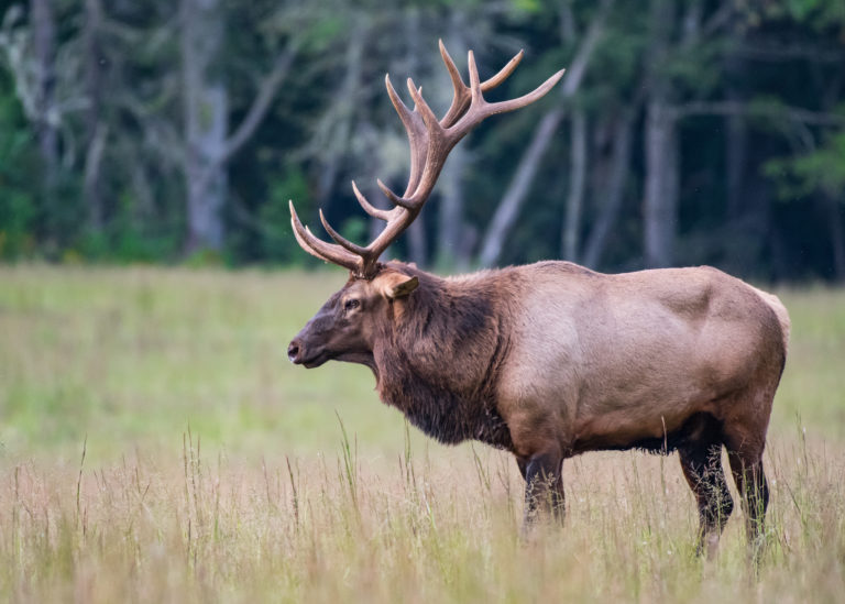Elk Thrive in Great Smoky Mountains National Park Buckhorn Inn