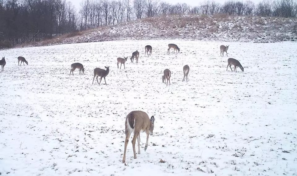 Strategies Deer Use to Survive the Winter Months and What You Can Do to