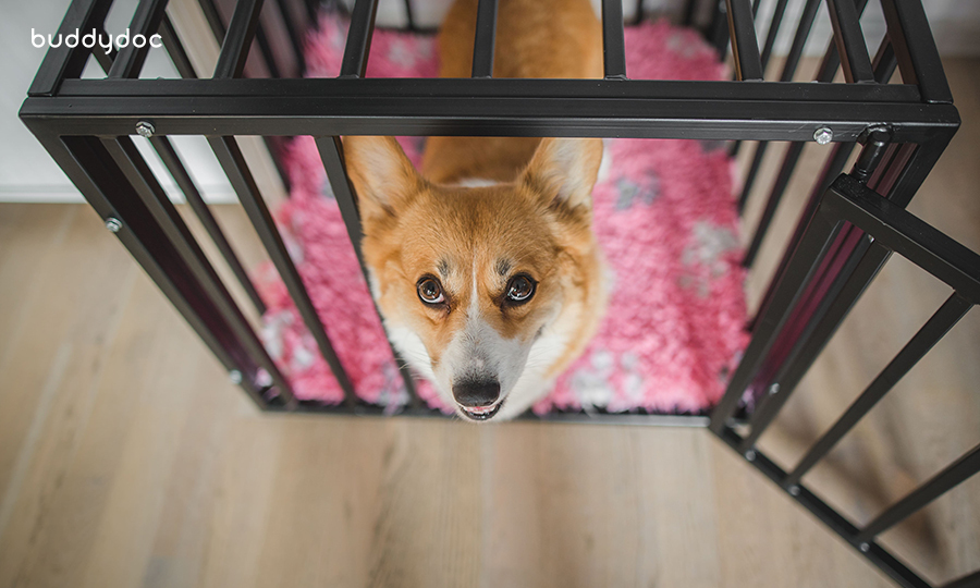Puppy Crate Training HowTo Guide and Pro Tips For Pet Parents Buddydoc