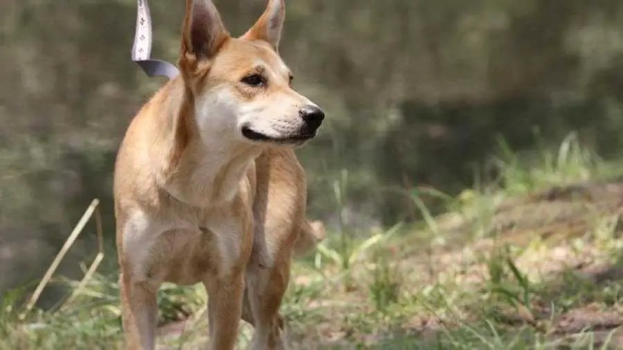 The Carolina Dog America's Enigmatic Wild Canine