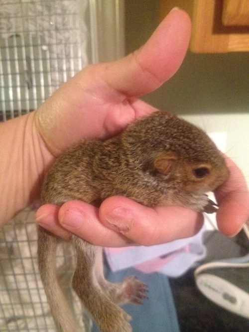 MYO Wildlife Milk Replacement Formula wildlife Rehabilitation Recipes