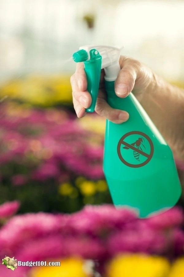 Wasp Spray- Natural Ways to Get Rid of Wasps Fast - by Budget101.com™