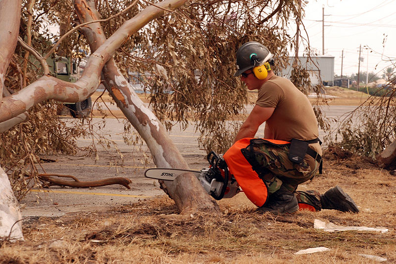 When to Cut Down a Dying Tree & What to do With The Body