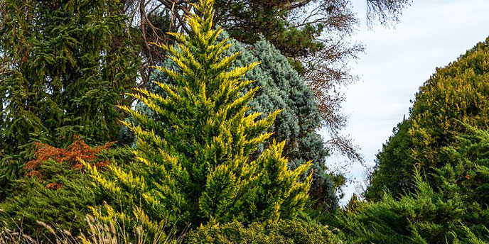 A decade on from its launch, the wall is currently 15% complete, with 11.4 million trees planted in senegal alone. How To Choose The Best Trees For Privacy Budget Dumpster