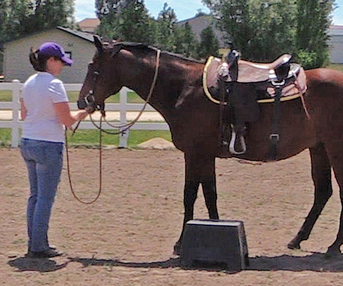Getting Your Horse To Stand Still For Mounting Budget Equestrian