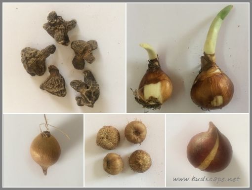 IDENTIFY FLOWER BULBS GARDENING FOR BEGINNERS