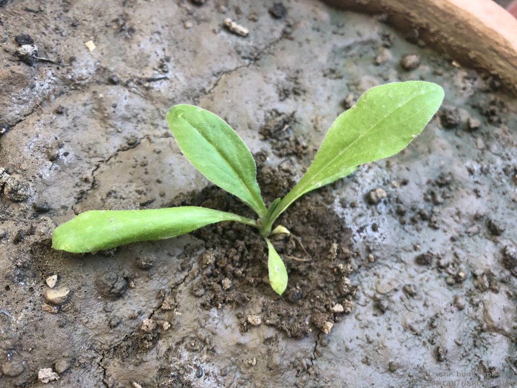 FLOWER SEEDLING IDENTIFICATION Winter / Spring Edition GARDENING