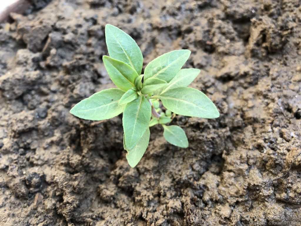 FLOWER SEEDLING IDENTIFICATION Winter / Spring Edition GARDENING