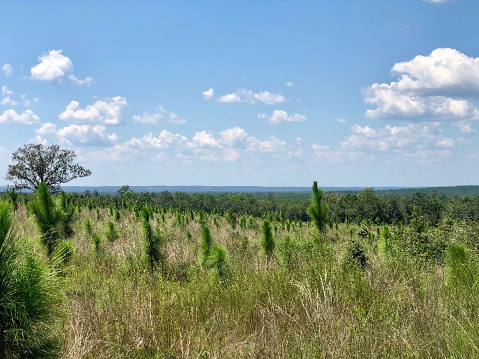 Image Gallery Buffalo Ridge Pace FL