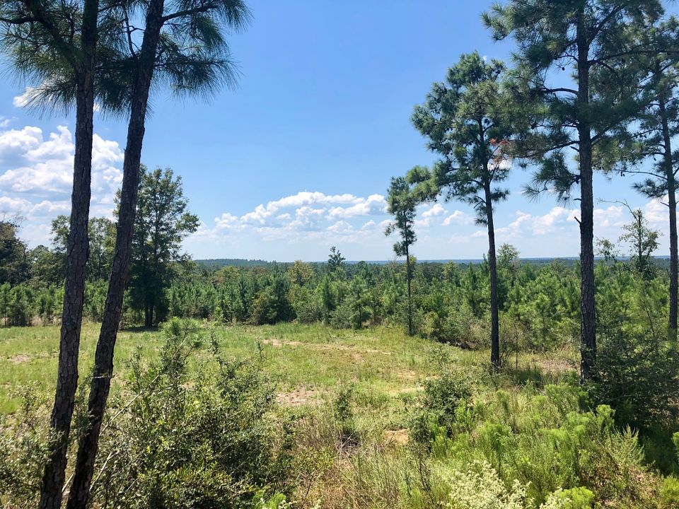 Image Gallery Buffalo Ridge Pace FL