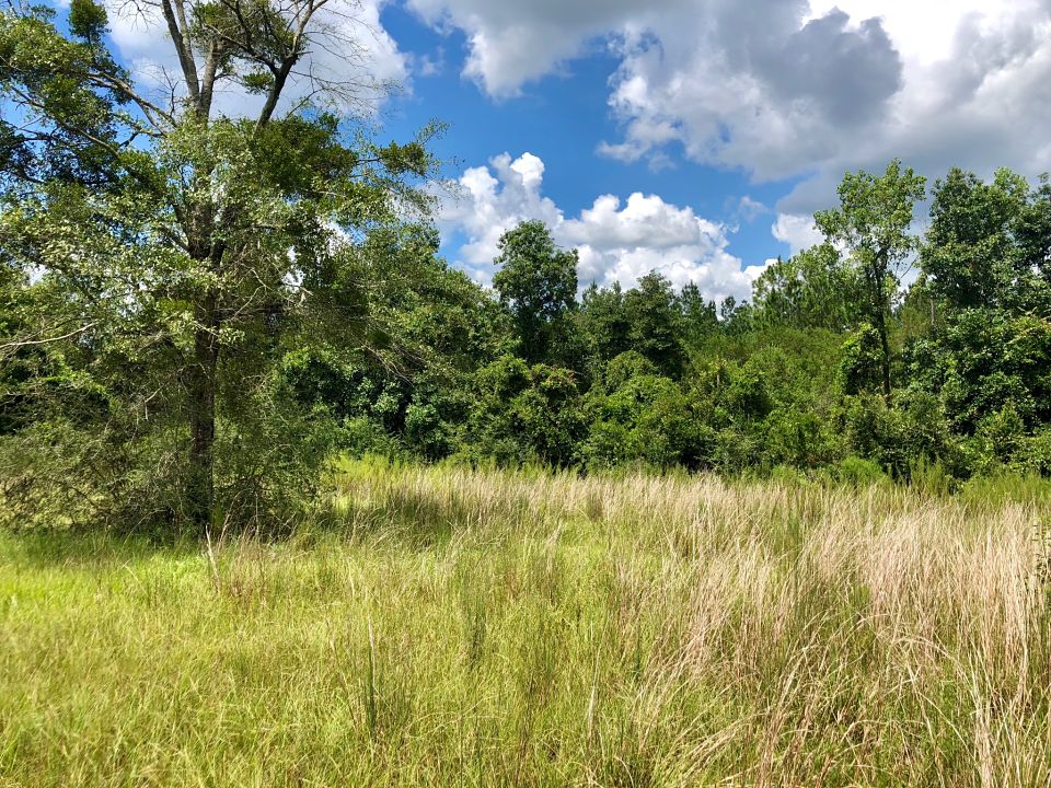 Image Gallery Buffalo Ridge Pace FL