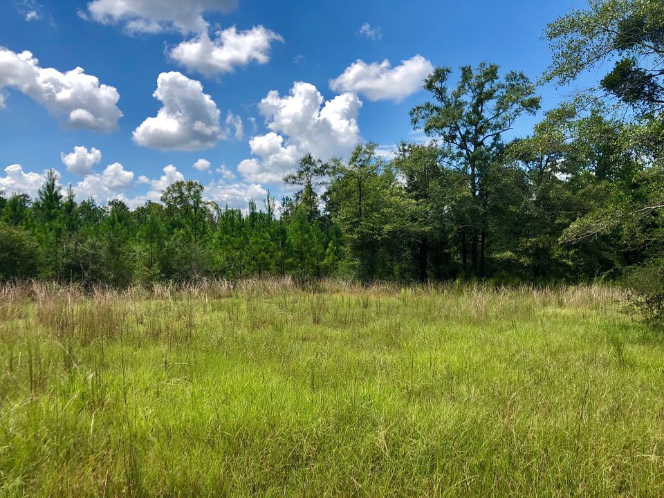 Image Gallery Buffalo Ridge Pace FL