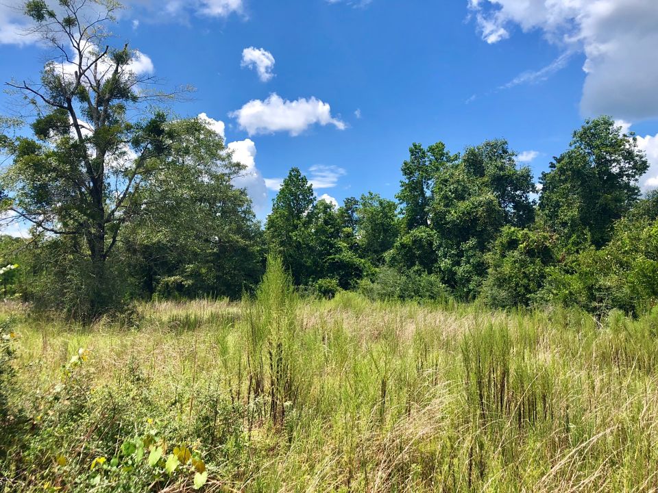 Image Gallery Buffalo Ridge Pace FL