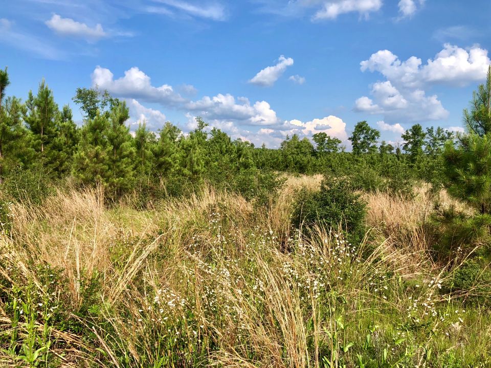 Image Gallery Buffalo Ridge Pace FL