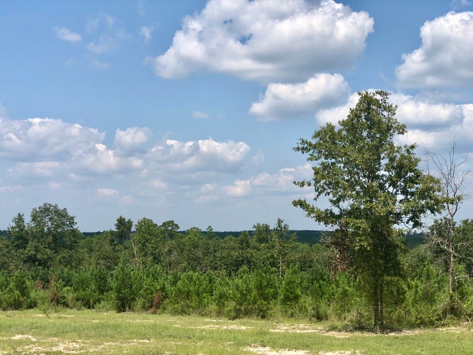 Image Gallery Buffalo Ridge Pace FL