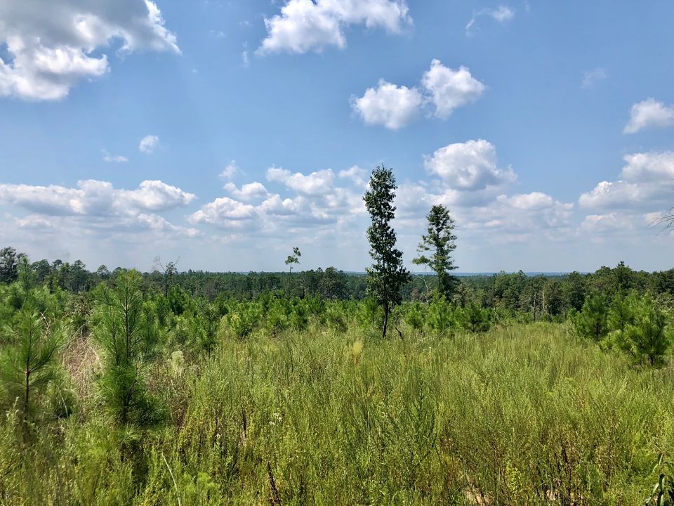 Image Gallery Buffalo Ridge Pace FL