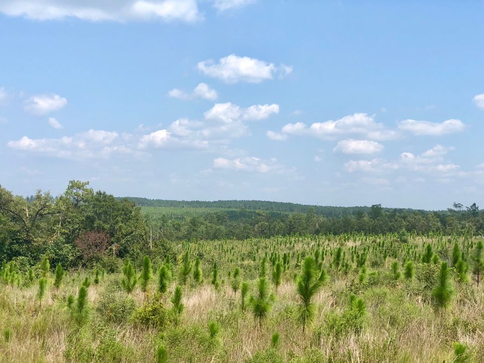 Image Gallery Buffalo Ridge Pace FL