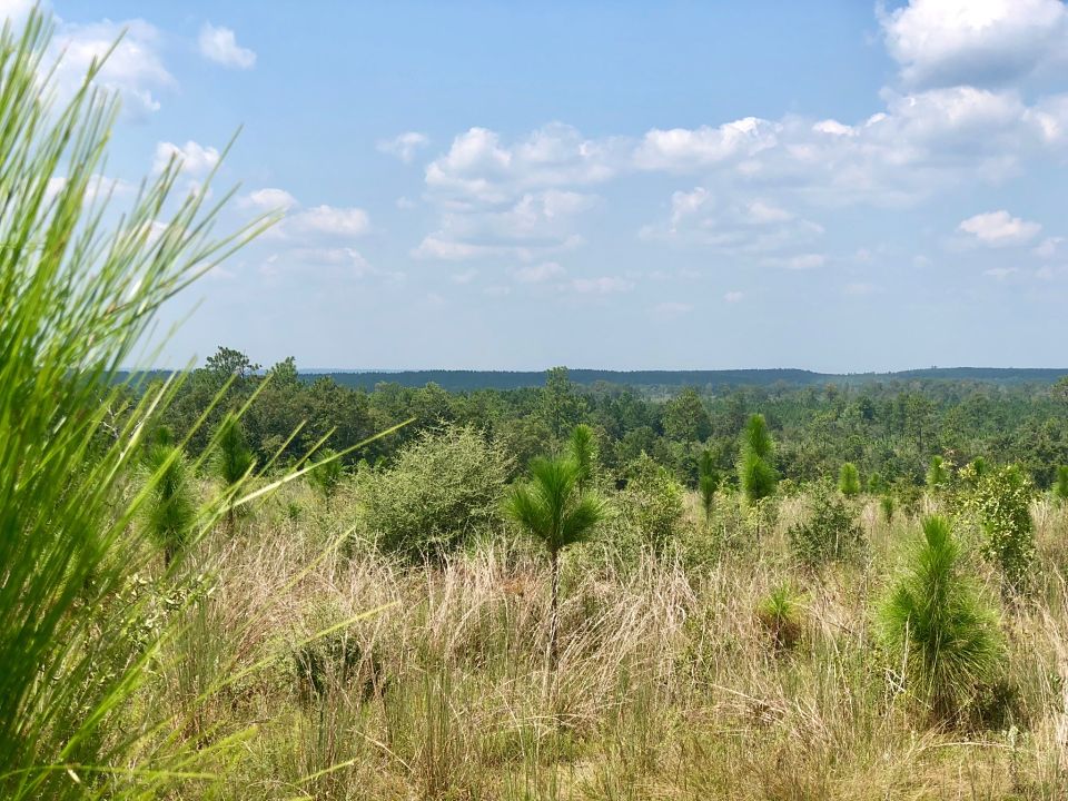 Image Gallery Buffalo Ridge Pace FL