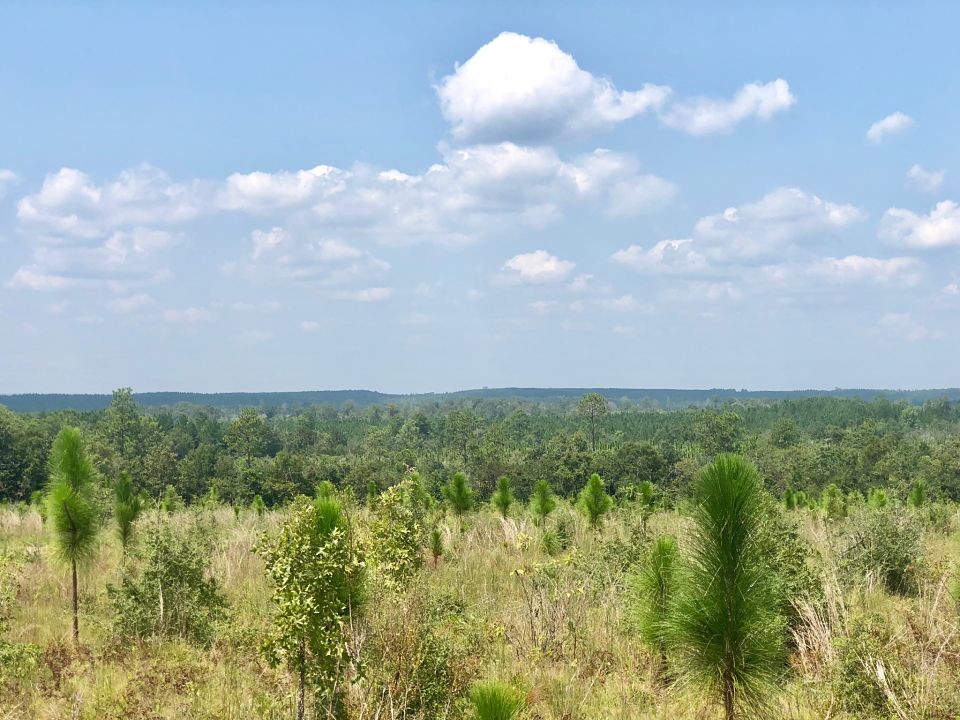 Image Gallery Buffalo Ridge Pace FL