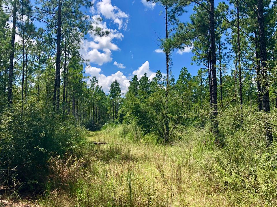 Image Gallery Buffalo Ridge Pace FL