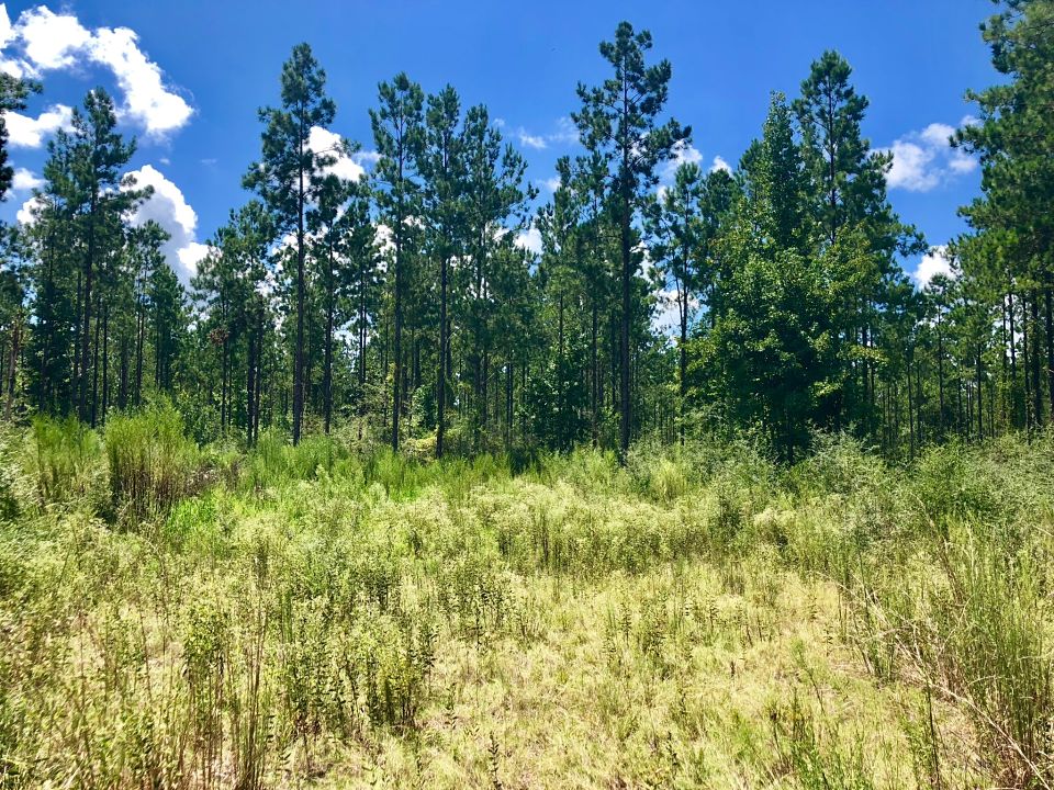 Image Gallery Buffalo Ridge Pace FL