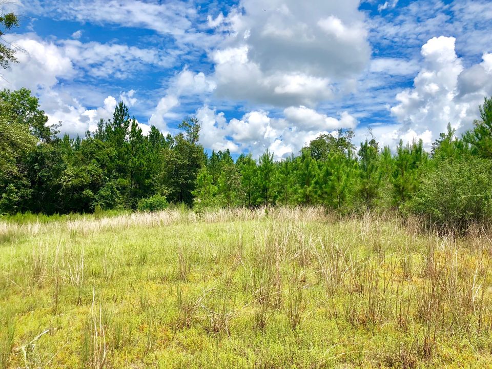 Image Gallery Buffalo Ridge Pace FL