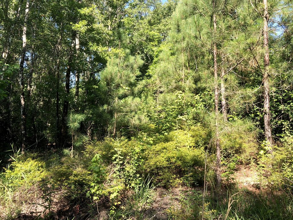 Image Gallery Available Lots Buffalo Ridge Pace FL