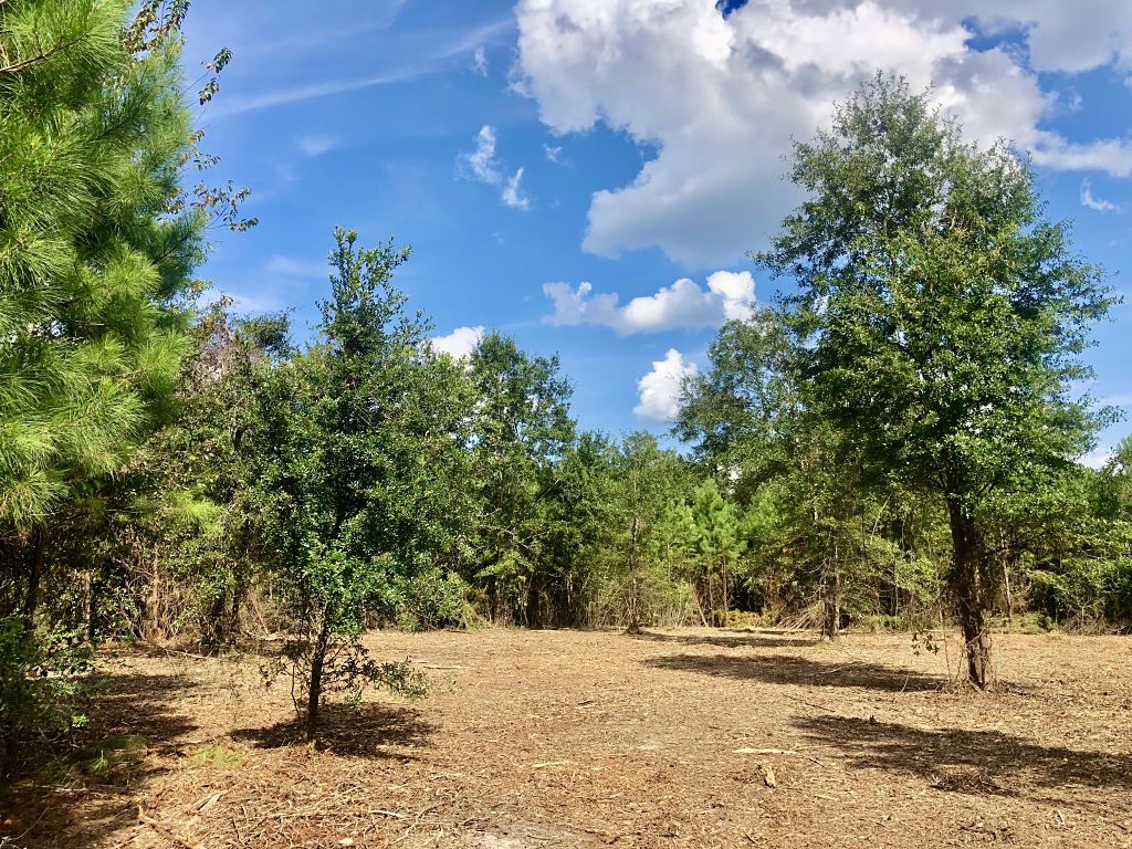 Image Gallery Buffalo Ridge Phase 5 Buffalo Ridge Pace FL