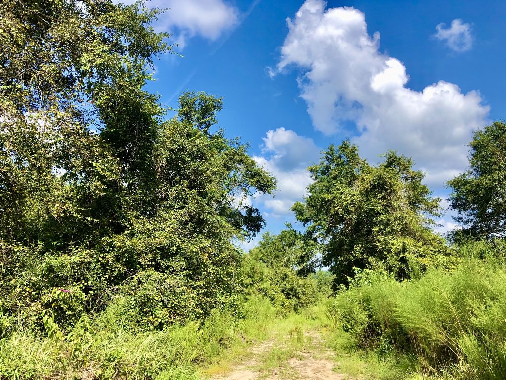 Image Gallery Buffalo Ridge Phase 5 Buffalo Ridge Pace FL