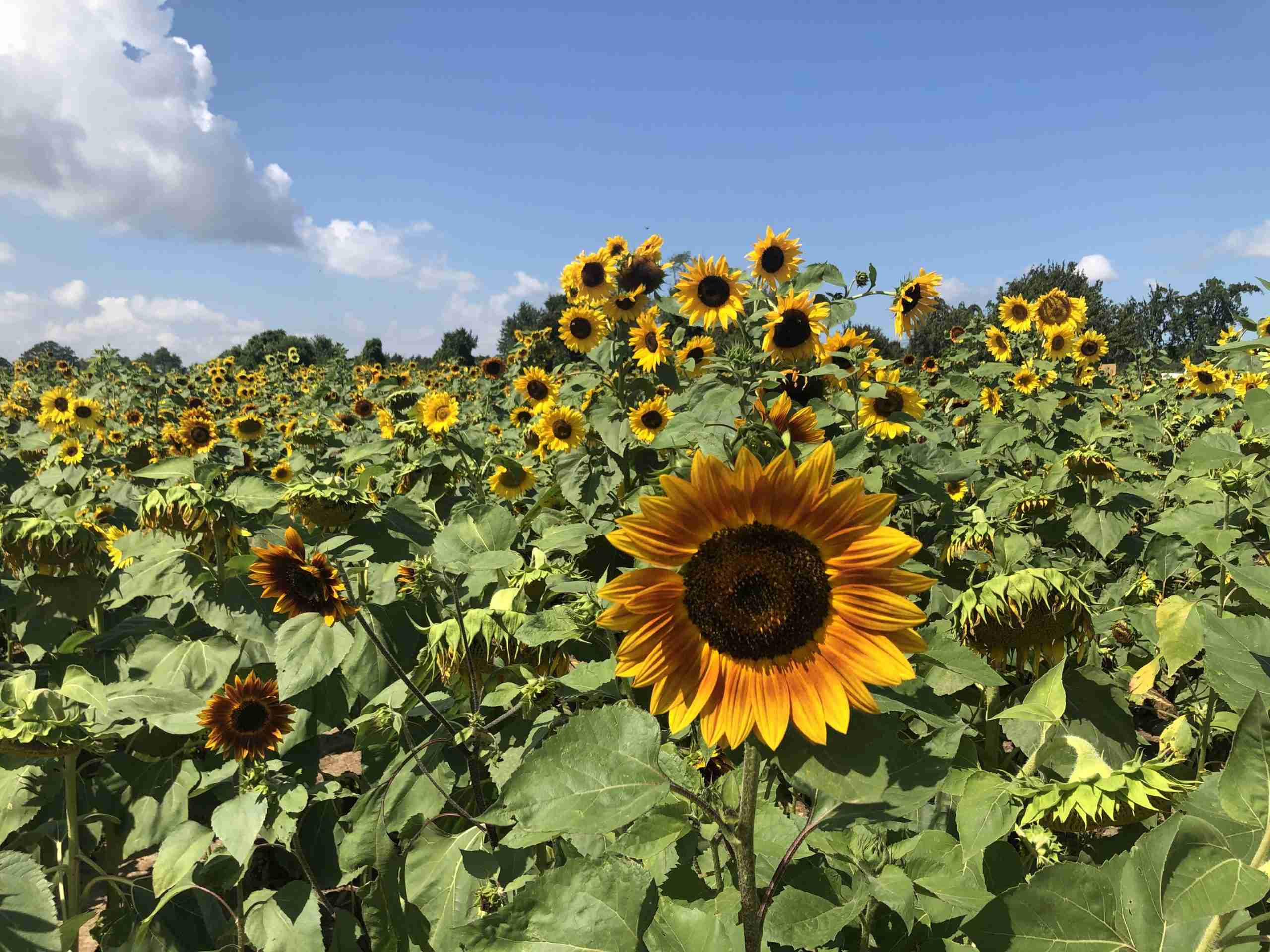 Sunflowers of Sanborn Buffalo Rising