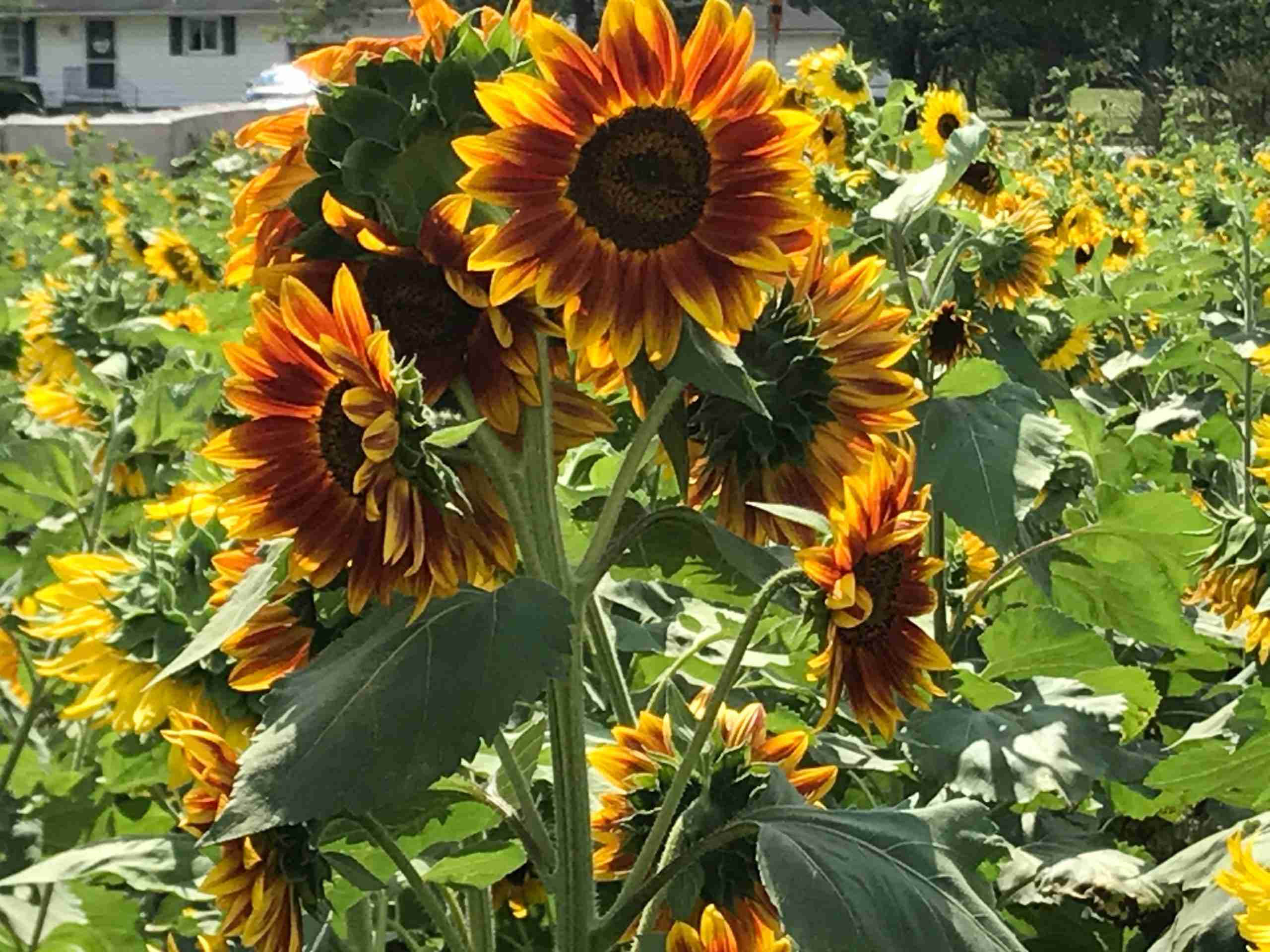 Sunflowers of Sanborn Buffalo Rising