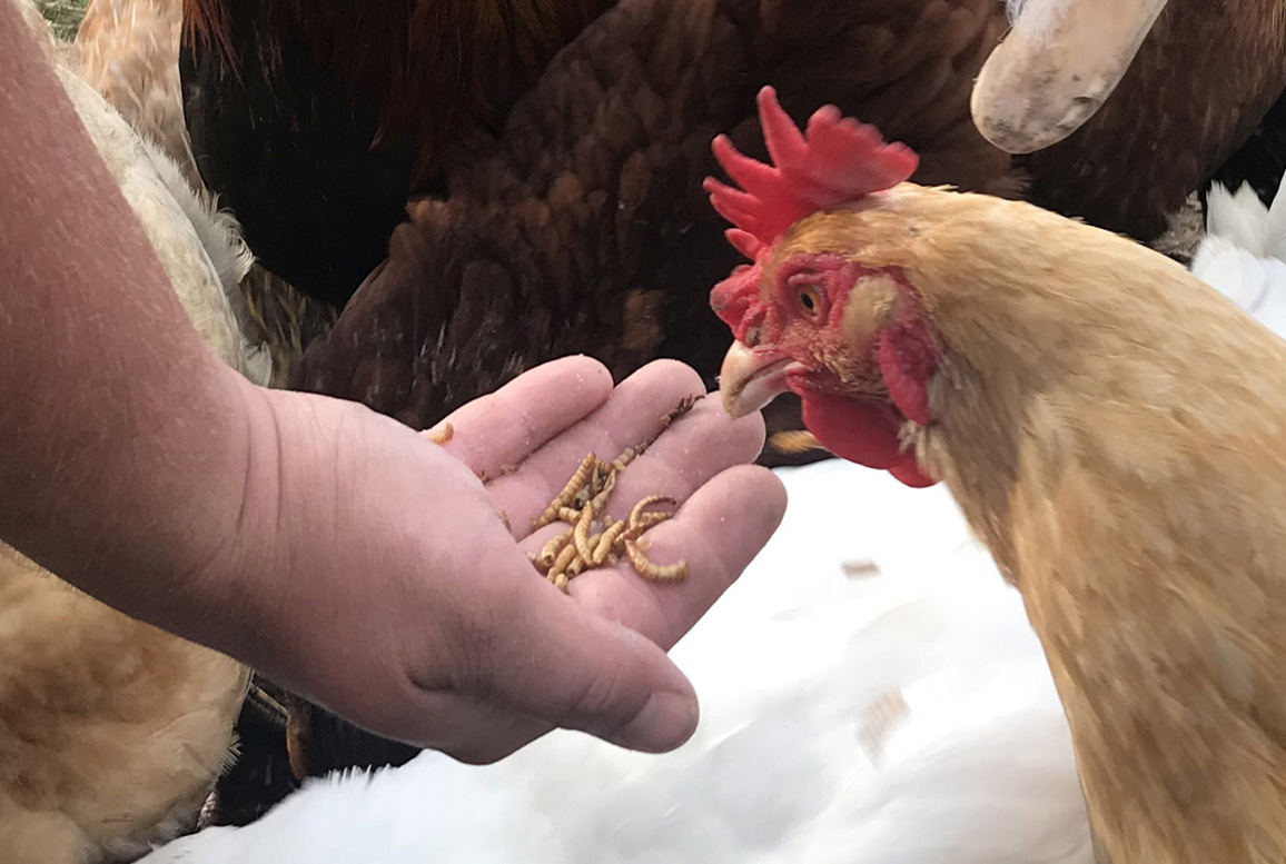 Generators, Mealworms, Scaffolding, Ice Cream Makers & Home Furniture